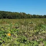 Powell Pumpkin Patch photo