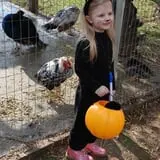 Peacock Road Family Farm photo