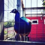 Peacock Road Family Farm photo