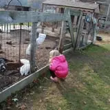 Peacock Road Family Farm photo