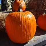 Apple Hill Farm photo