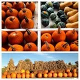 Apple Hill Farm photo