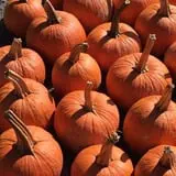 Apple Hill Farm photo