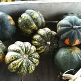 Apple Hill Farm photo