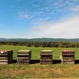 Apple Hill Farm photo