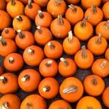 Apple Hill Farm photo