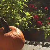Apple Hill Farm photo