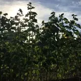 Upstream Gardens & Orchard photo