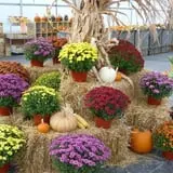 Pully's Farm Market photo