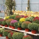 Pully's Farm Market photo