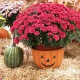 Pully's Farm Market photo
