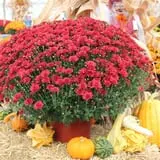 Pully's Farm Market photo