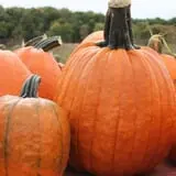 Pully's Farm Market photo