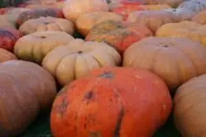 The Pumpkin Patch At The Shore Line Trolley Museum