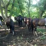 Dan Patch Stables Haunted Hayride & Haunted Hay Barn photo