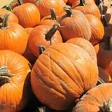 Cayuga Pumpkin Barn photo