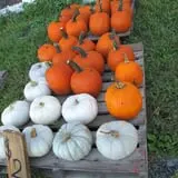 Cayuga Pumpkin Barn photo