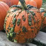 Cayuga Pumpkin Barn photo