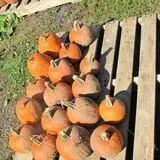 Cayuga Pumpkin Barn photo