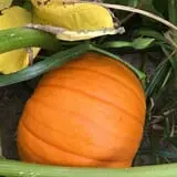 Cayuga Pumpkin Barn photo