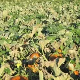 Cayuga Pumpkin Barn photo
