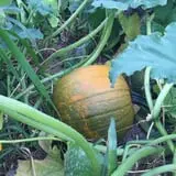 Cayuga Pumpkin Barn photo