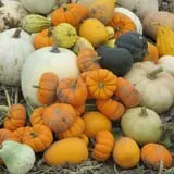 Cayuga Pumpkin Barn photo
