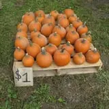 Cayuga Pumpkin Barn photo