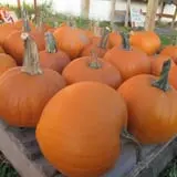 Cayuga Pumpkin Barn photo