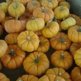 Cayuga Pumpkin Barn photo