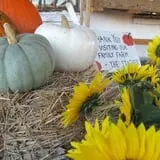 Cayuga Pumpkin Barn photo