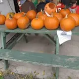Cayuga Pumpkin Barn photo