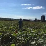 Cayuga Pumpkin Barn photo