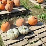 Cayuga Pumpkin Barn photo