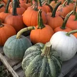 Cayuga Pumpkin Barn photo