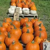 Cayuga Pumpkin Barn photo