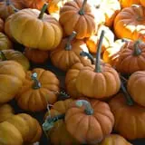 Cayuga Pumpkin Barn photo