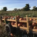 Cayuga Pumpkin Barn photo