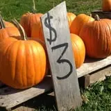 Cayuga Pumpkin Barn photo