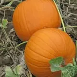 Cayuga Pumpkin Barn photo