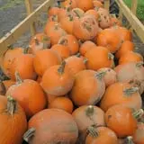 Cayuga Pumpkin Barn photo