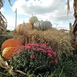 Cayuga Pumpkin Barn photo