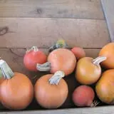 Cayuga Pumpkin Barn photo