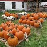 Cayuga Pumpkin Barn photo