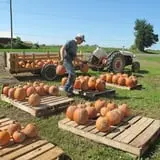 Cayuga Pumpkin Barn photo