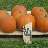 Cayuga Pumpkin Barn photo