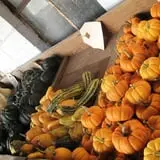 Cayuga Pumpkin Barn photo