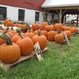 Cayuga Pumpkin Barn photo
