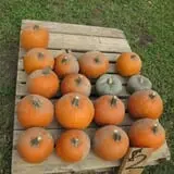Cayuga Pumpkin Barn photo