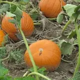 Cayuga Pumpkin Barn photo